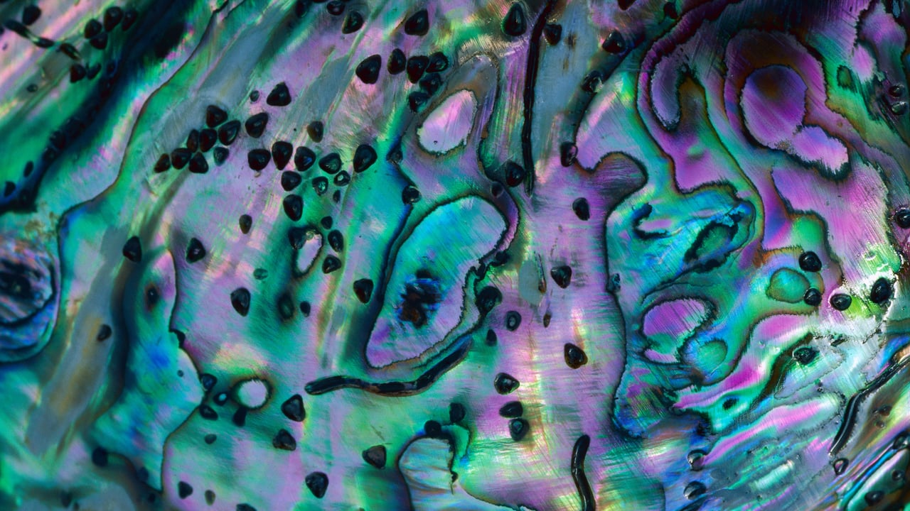 Rainbow abalone shell, New Zealand (© Lynda Harper/Minden Pictures)