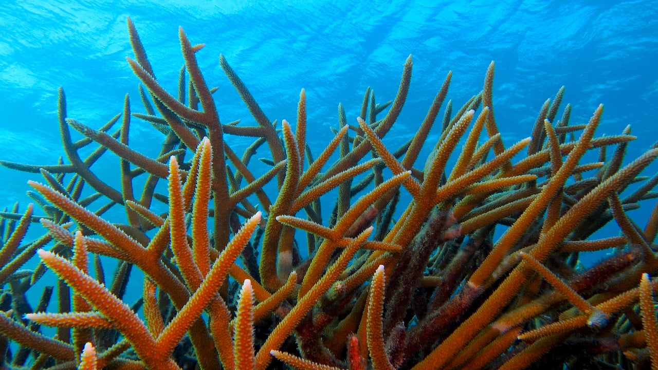 Staghorn coral in shallow ocean (© blue-sea.cz/Shutterstock)