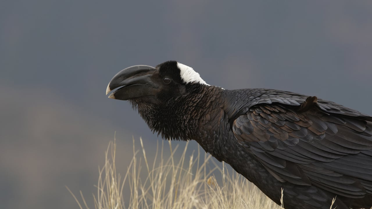Thick-billed raven, Simien Mountains, Ethiopia (© Ignacio Yufera/FLPA/Minden Pictures)