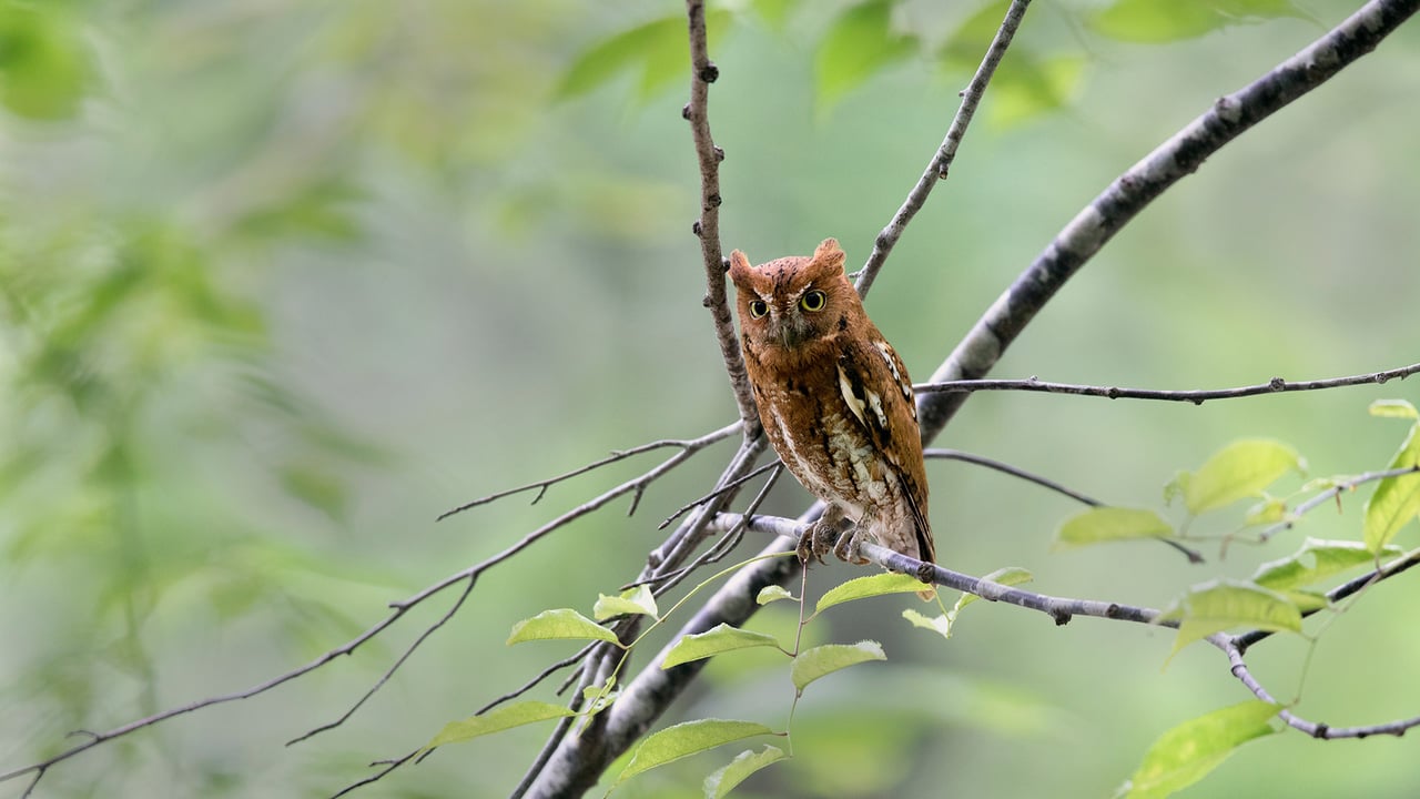 コノハズク, 鳥取県 (© Eric Sohn Joo Tan/Minden)