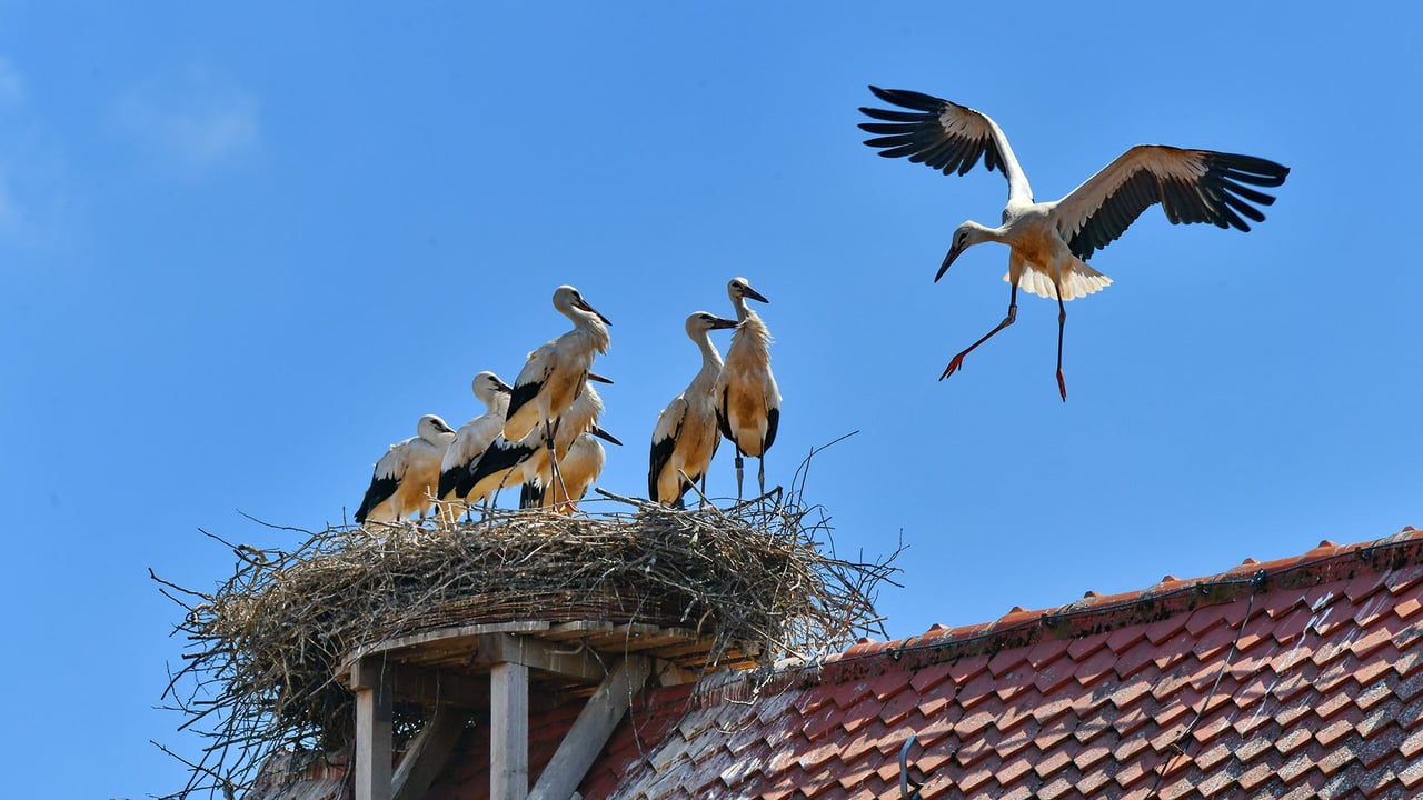 Weißstörche im Aischgrund bei Gerhardshofen, Bayern, Deutschland (© Rüdiger Hess/geo-select FotoArt)