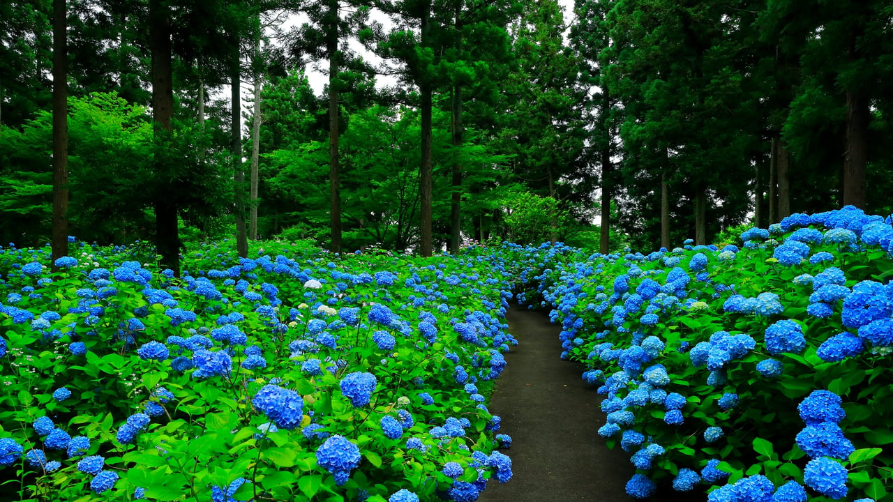 あじさいの花房, 岩手県 奥州市 (© nattya3714/Getty Images)