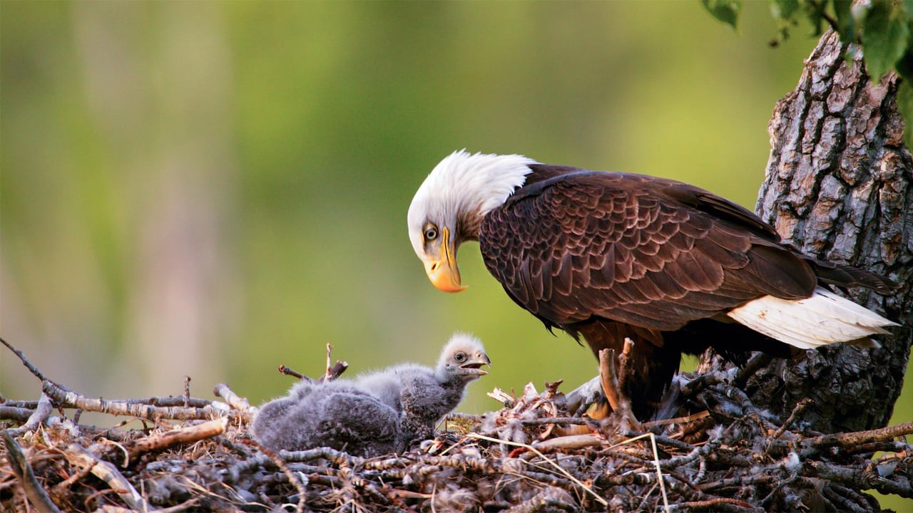Bald eagles in Anchorage, Alaska (© Ron Niebrugge/Alamy)