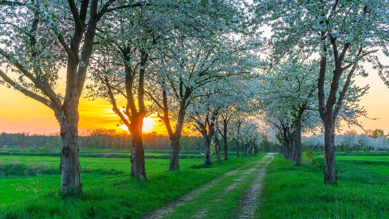 Bäume im Frühling in der Nähe von Berlin, Deutschland (© Luisa Whr/iStock/Getty Images Plus)