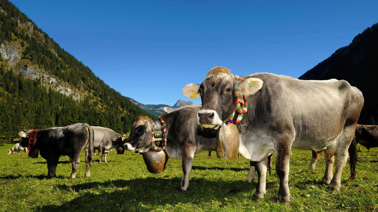 Cows decorated for the Almabtrieb in Tannheimer Tal, a valley in Tyrol, Austria (© Hans Lippert/Alamy)