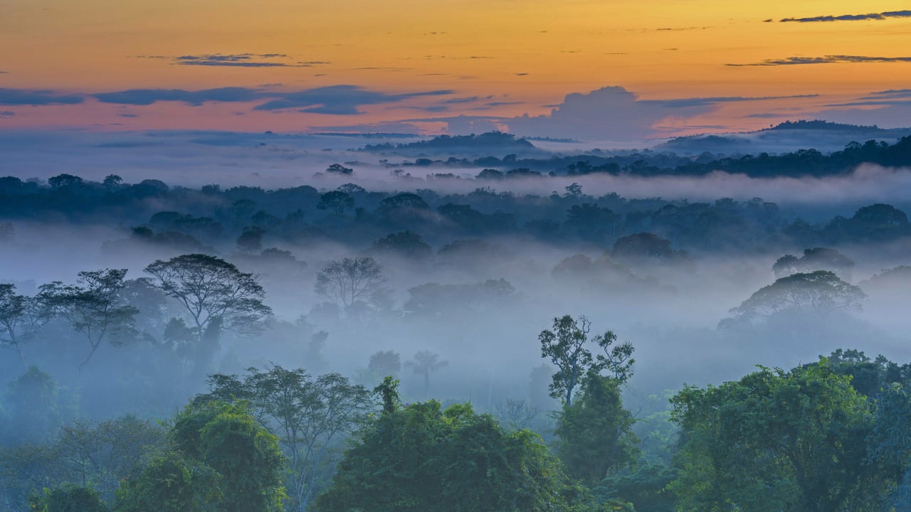 Amazon rainforest with morning fog near Alta Floresta, Mato Grosso, Brazil (© Pulsar Imagens/Alamy)