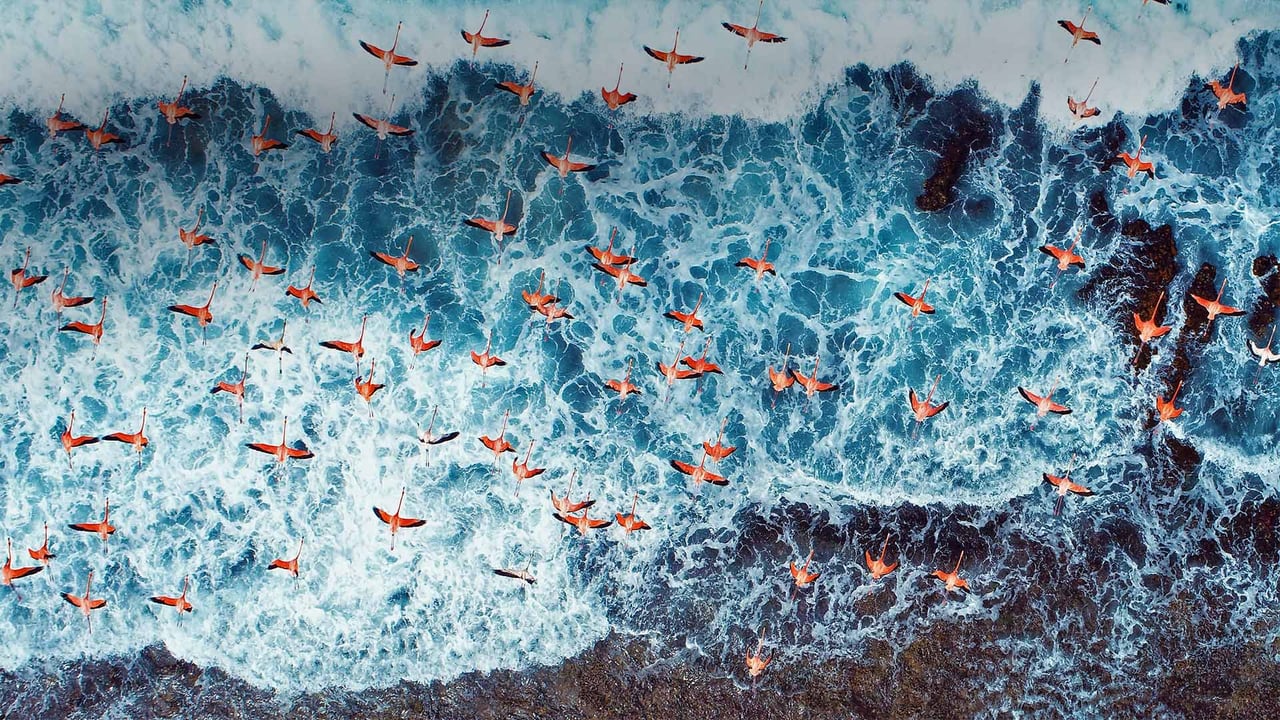 Aerial view of American flamingos flying over Los Roques Archipelago National Park, Venezuela (© Cristian Lourenco/Getty Images)