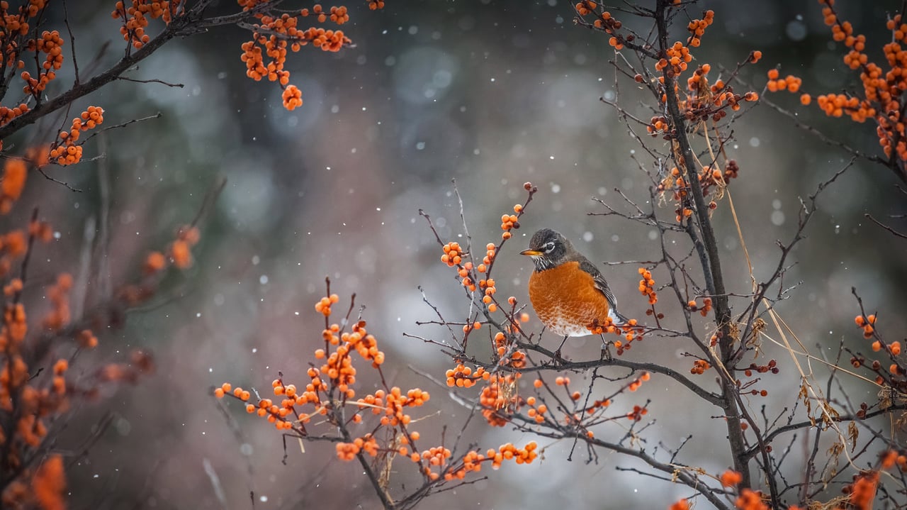 American robin perched on a branch in Canada (© marcophotos/Getty Images)