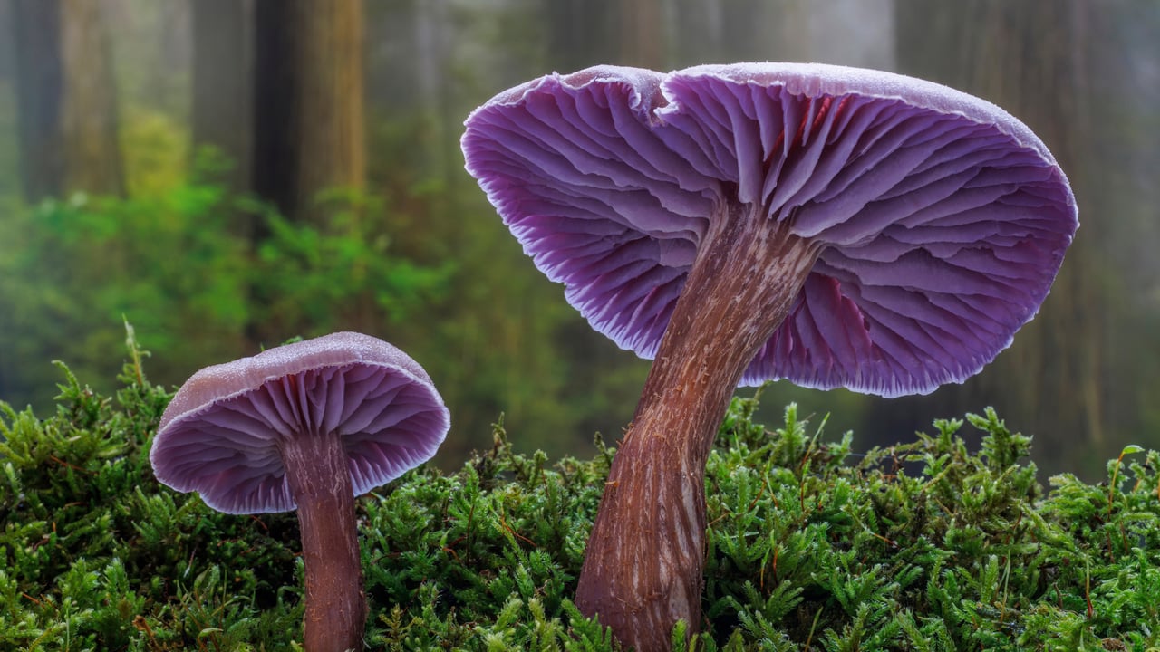 Amethyst laccaria mushrooms, Seabeck, Washington (© Danita Delimont/Shutterstock)