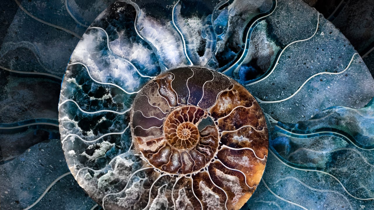 Cross-section of a fossilized ammonite shell (© Marianna Armata/Getty Images)