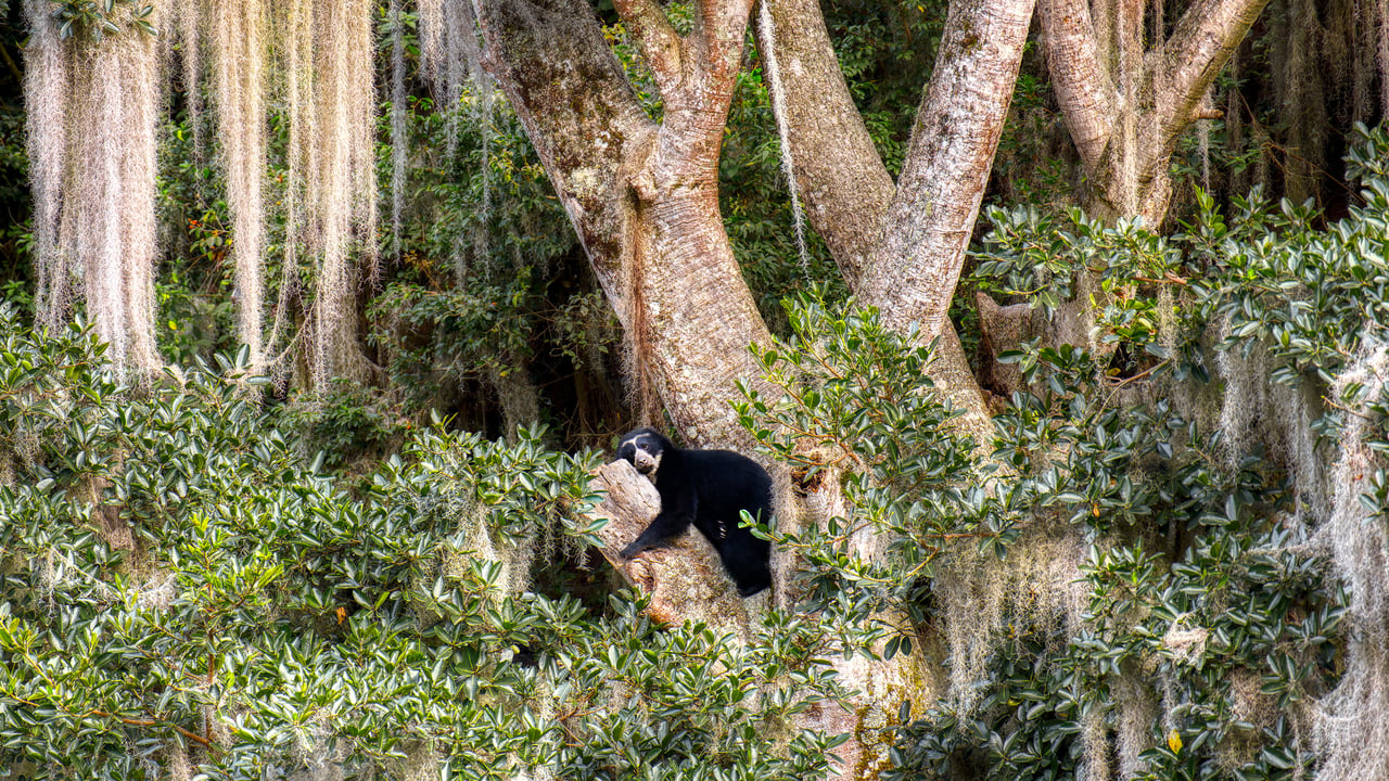 Ours à lunettes se reposant dans un arbre, Équateur (© Andy Rouse/Nature Picture Library)