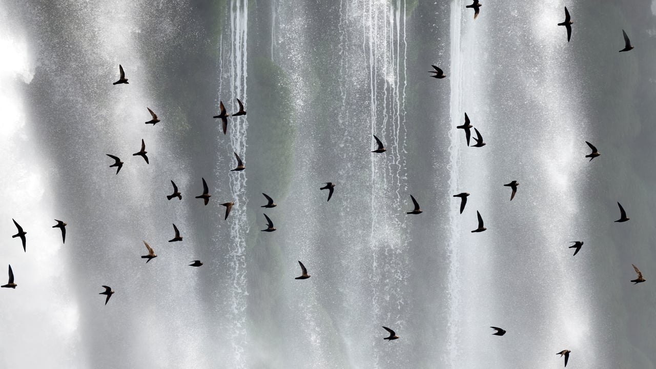 Bando de andorinhões-velhos (Cypseloides senex) em frente às Cataratas do Iguaçu, Paraná (© Angelo Gandolfi/Minden PIctures)