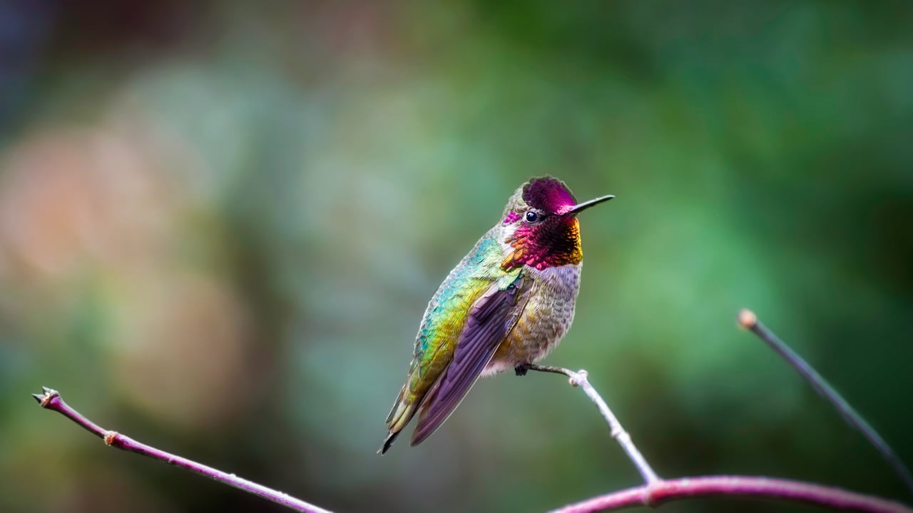 Anna's hummingbird (© Dee/Getty Images)