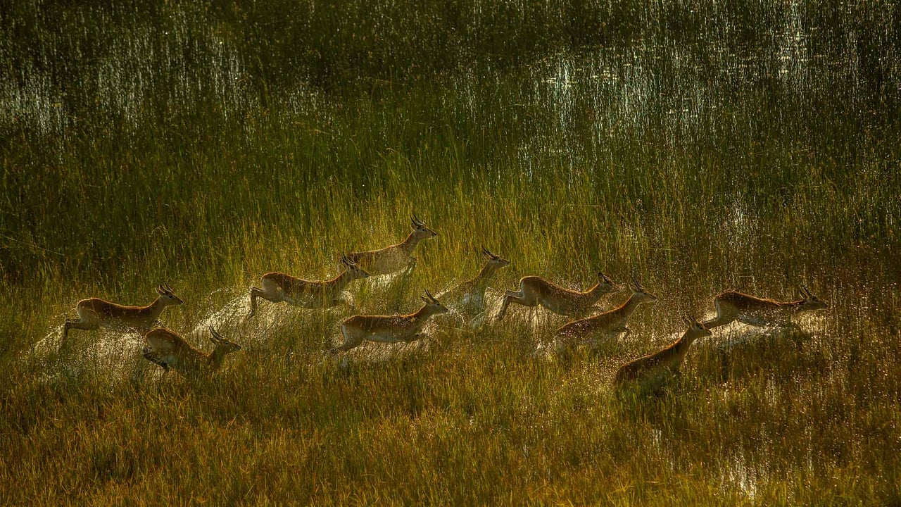 Red lechwe herd crossing marshy plain of Okavango Delta, Botswana (© Ibrahim Suha Derbent/Getty Images)
