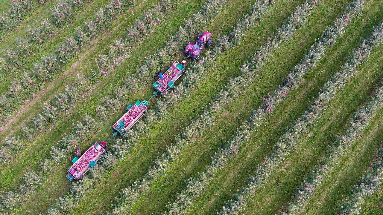 Apfelernte bei Kippenhausen, Immenstaad am Bodensee, Baden-Württemberg (© Felix Kästle/picture alliance via Getty Images)