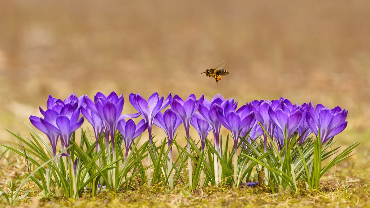 Honey bee flying over crocuses in the Tatra Mountains, Poland (© Mirek Kijewski/Getty Images)