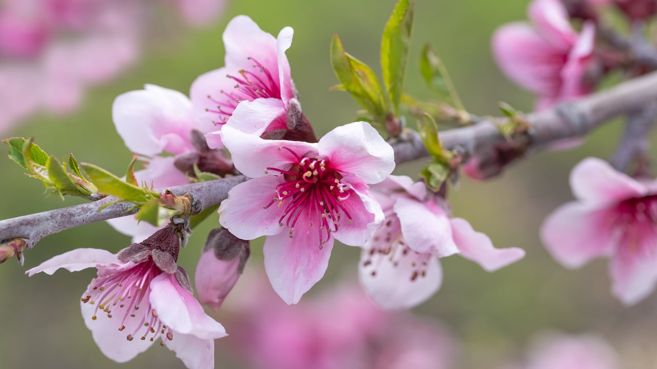 Pommier en fleur, Avila Beach, Californie, États-Unis (© Mimi Ditchie Photography/Getty Images)
