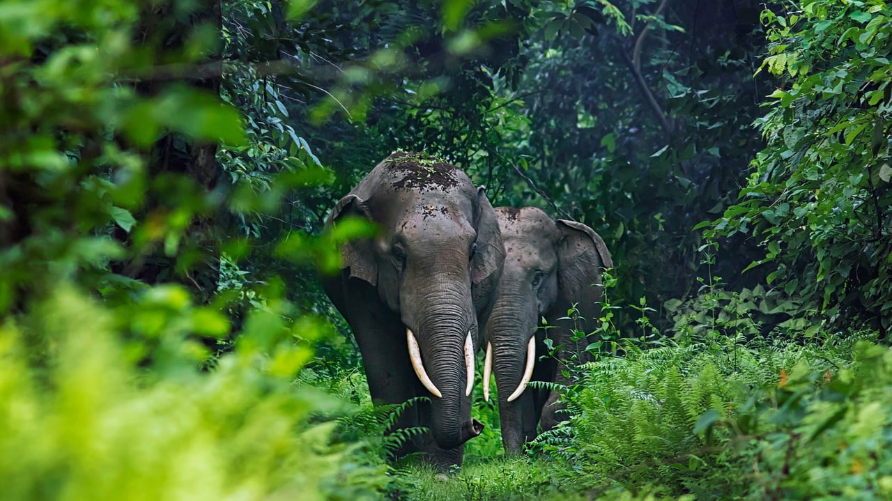 Asian elephants in West Bengal, India (© Avijan Saha/Minden Pictures)