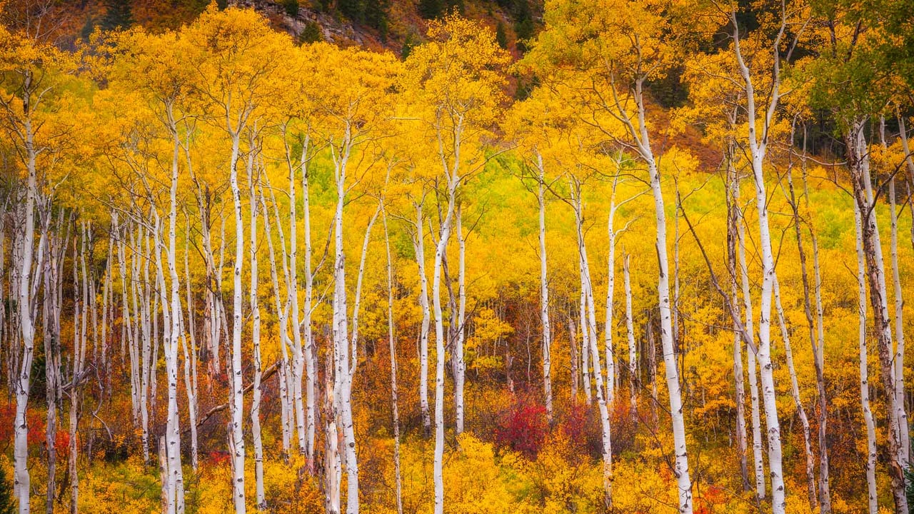 Aspens in the White River National Forest, Colorado (© Jason Hatfield/Tandem Stills + Motion)