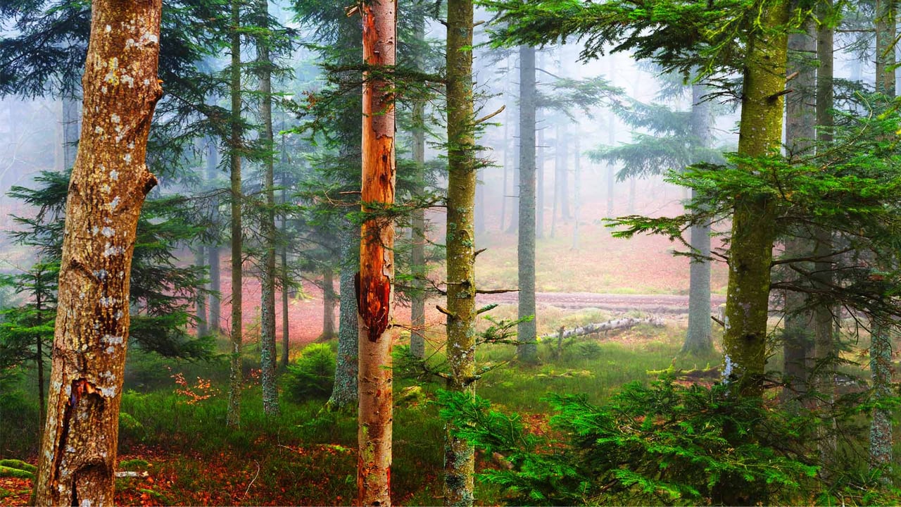 L’automne dans une forêt de pins, Les Vosges, France (© alekseystemmer/iStock/Getty Images Plus)