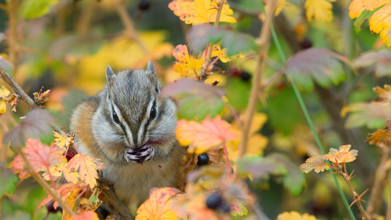 Tâmia-pequena na Floresta Nacional de Kootenai, Montana, EUA (© Donald M. Jones/Minden Pictures)