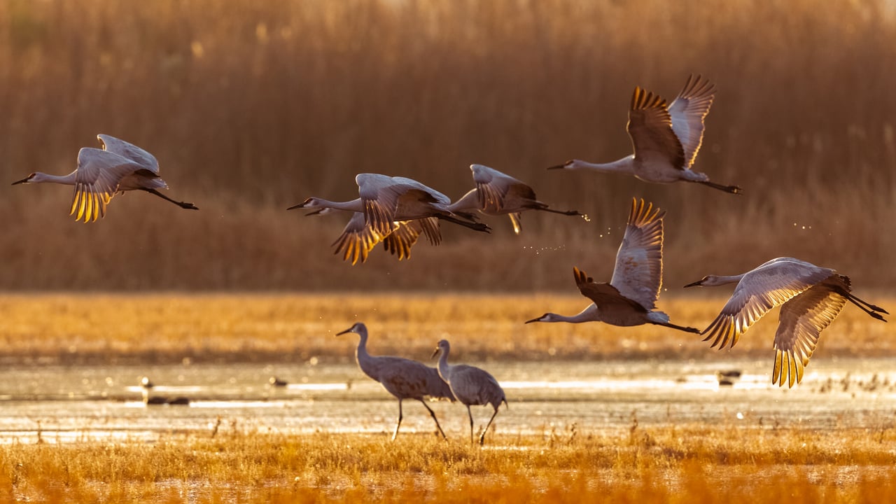 Sandhill cranes, Bosque del Apache National Wildlife Refuge, New Mexico, USA (© Terry St.Louis/Getty Images)
