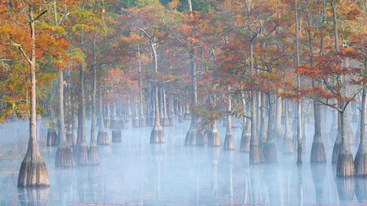 Cypress trees in George L. Smith State Park, Georgia (© Chris Moore/TANDEM Stills + Motion)