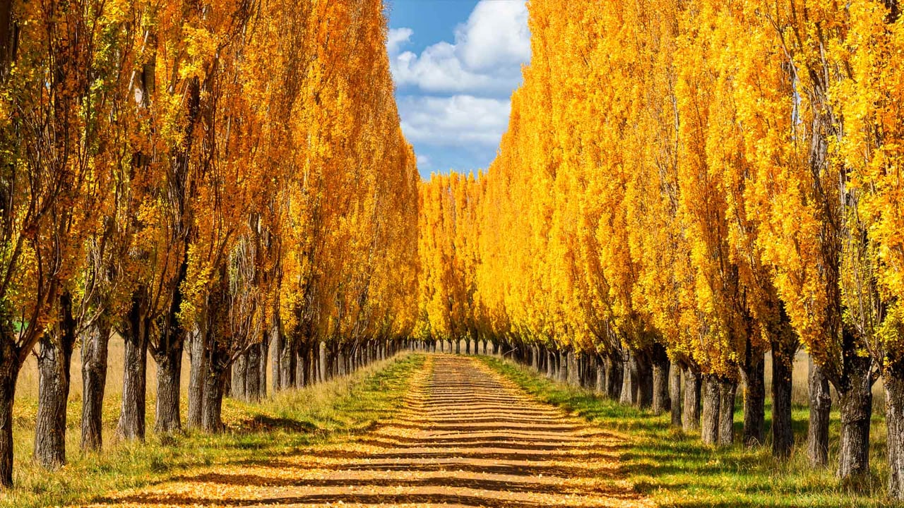 Poplar trees in New England, New South Wales, Australia (© ILYA GENKIN/Alamy)