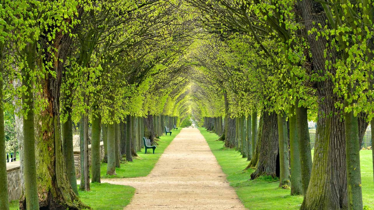 Lindenallee, baumgesäumter Fußweg durch den Park im Frühling (© AVTG/Getty Images)