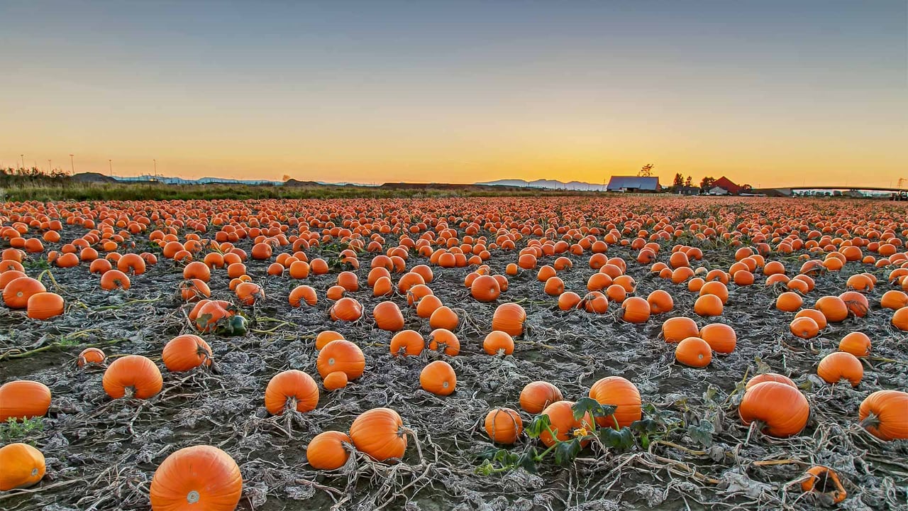 A pumpkin patch in British Columbia, Canada (© James Chen/Shutterstock)