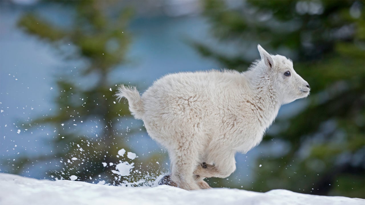 Mountain goat kid in western Montana (© Donald M. Jones/Minden Pictures)