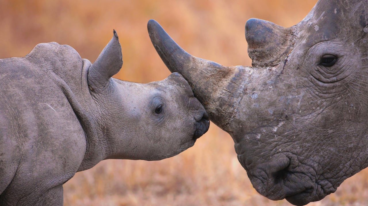 Baby white rhinoceros and mother in Hluhluwe–iMfolozi Park, South Africa (© Martin Harvey/Alamy)