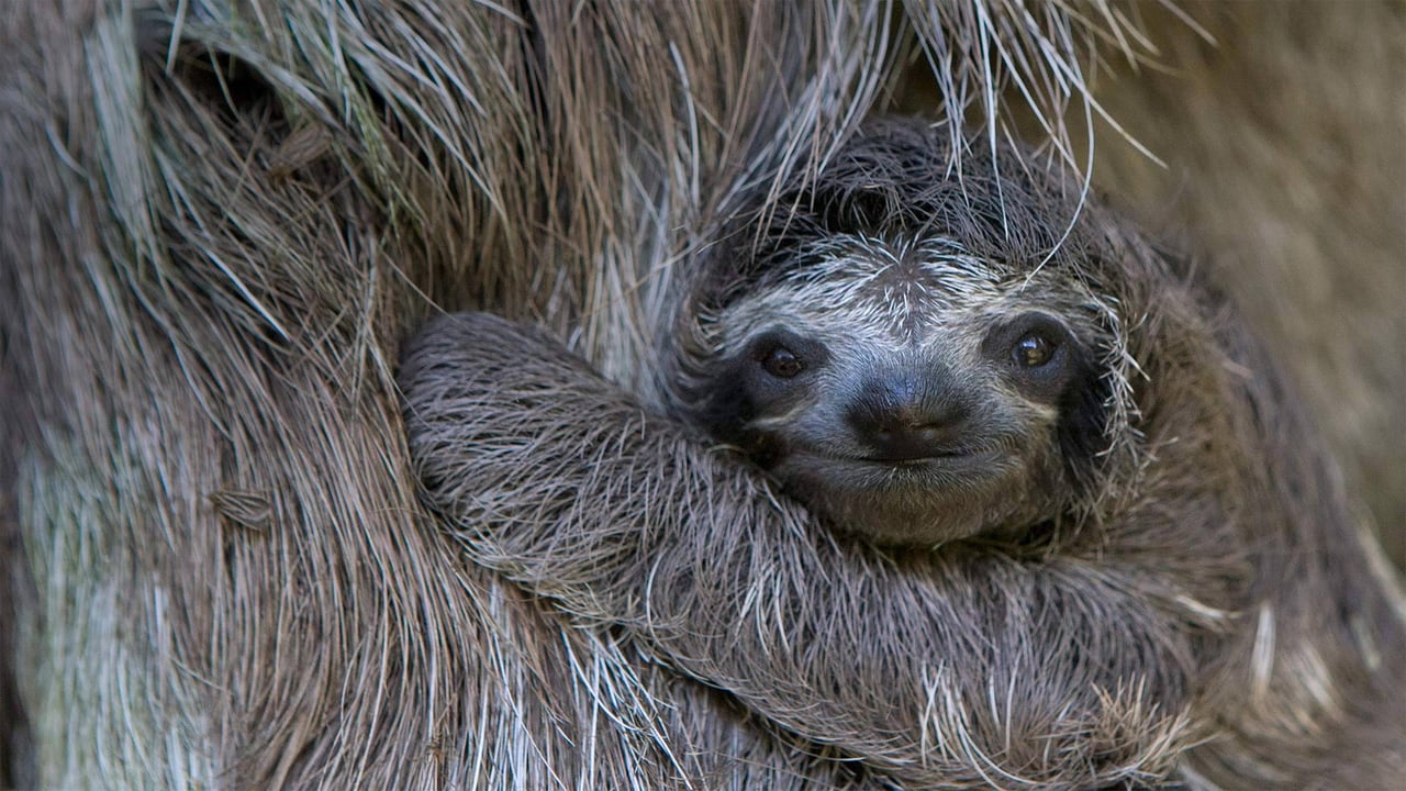 Newborn brown-throated sloth with mother, Sloth Sanctuary of Costa Rica (© Suzi Eszterhas/Minden Pictures)