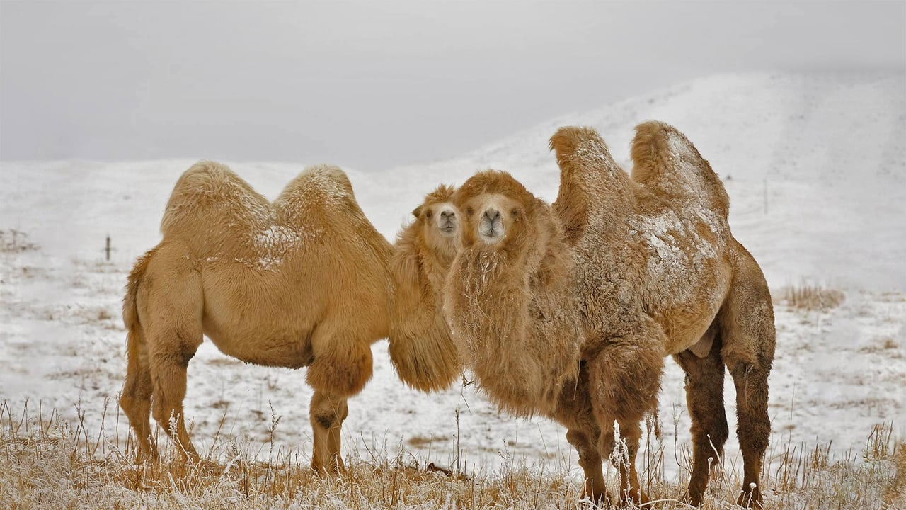 Two Bactrian camels in Kazakhstan for Twosday (© Nurlan Kulcha/Alamy)