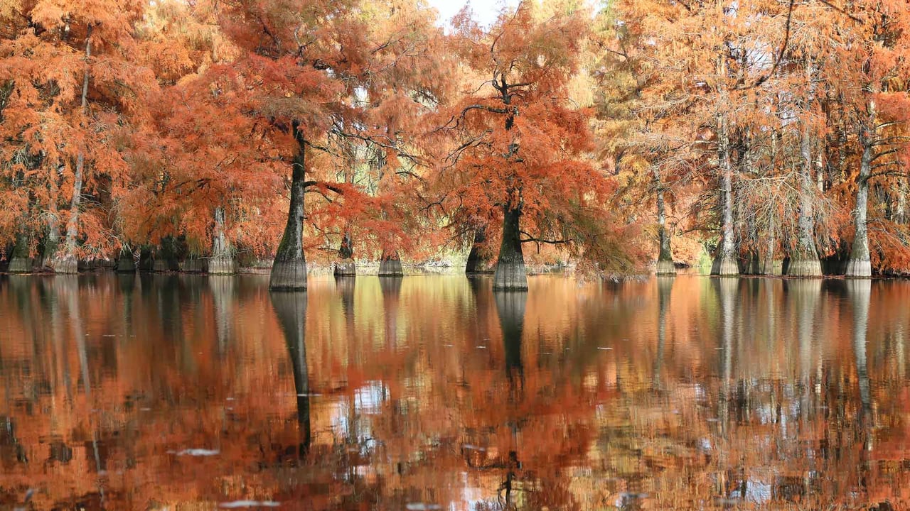 Cyprès chauves à l'étang de Boulieu, Isère, France (© photosimysia/Getty Images)