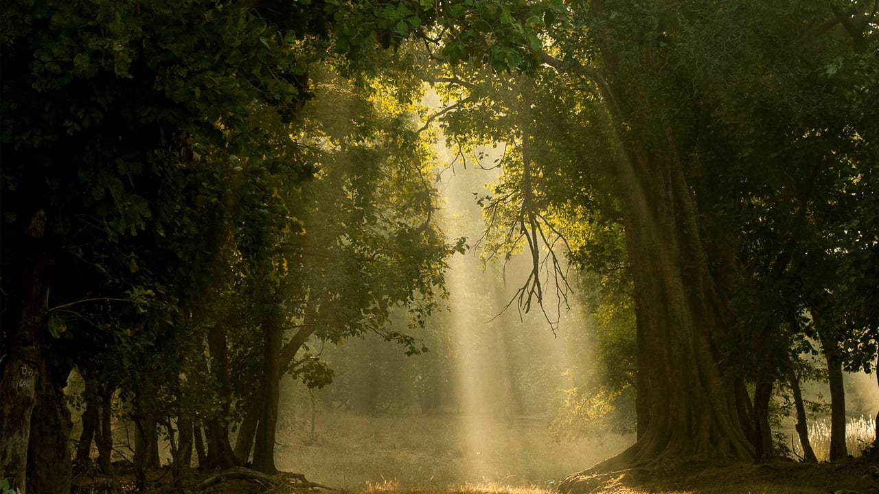 Early morning shafts of light through deciduous forest, Bandhavgarh National Park, India (© plainpicture/NPL/Nick Garbutt)