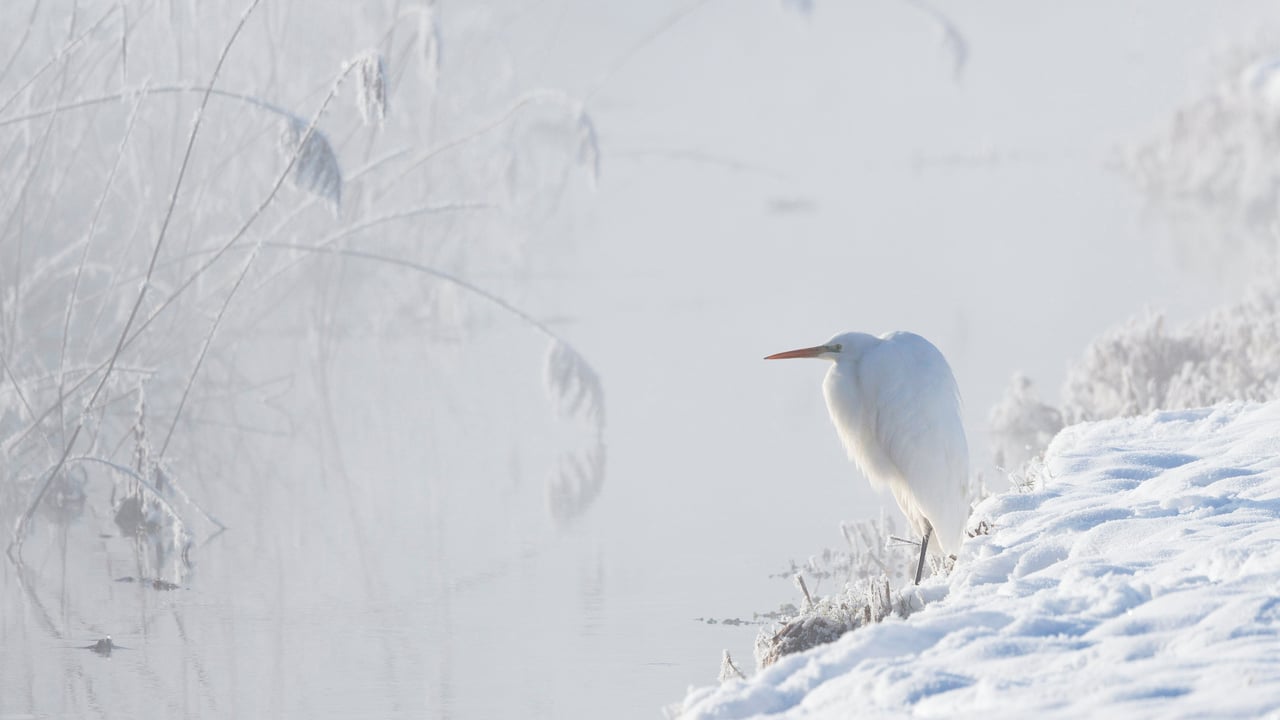La grande aigrette, Haute-Bavière, Allemagne (© Konrad Wothe/naturepl.com)