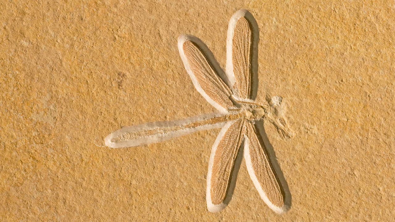 Dragonfly fossil, about 150 million years old, in Solnhofen, Bavaria, Germany (© Ingo Arndt/Minden Pictures)