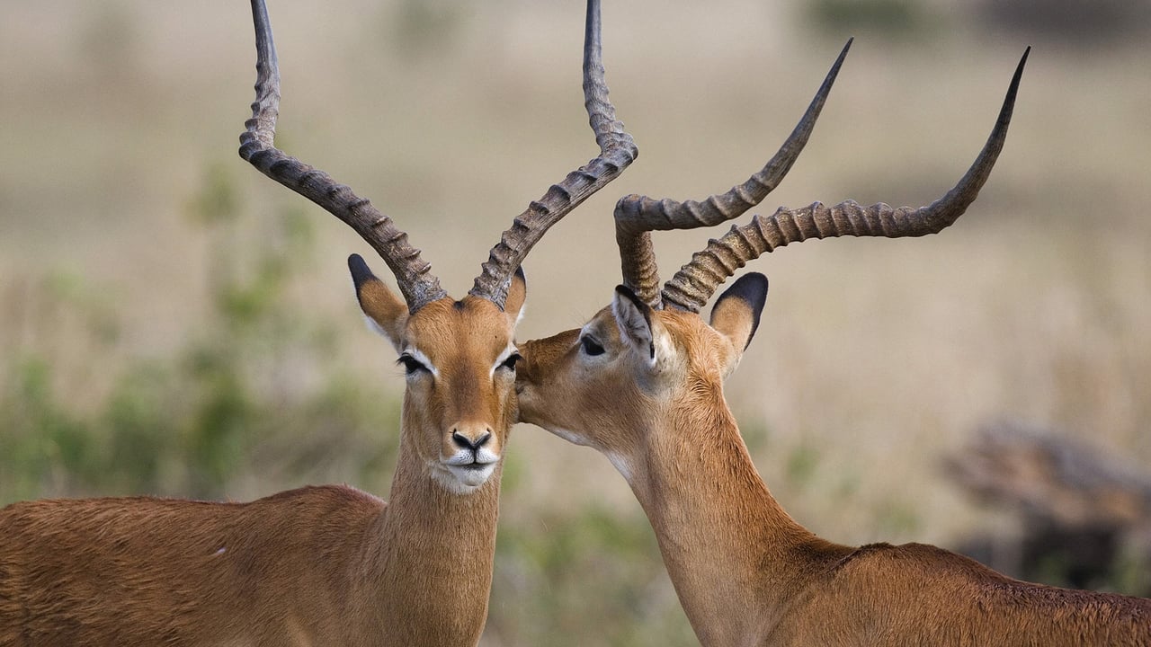 Deux impalas dans la réserve nationale du Masai Mara, Kenya (© Fritz Polking/Minden Pictures)