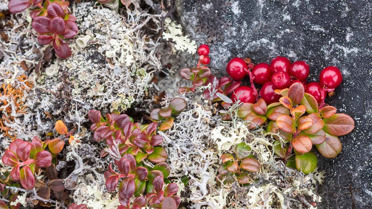 Bearberry (arctostaphylos) and lichens, Nunavik, Que. (© Dominique Braud/Dembinsky Photo Associates/Alamy Stock Photo)
