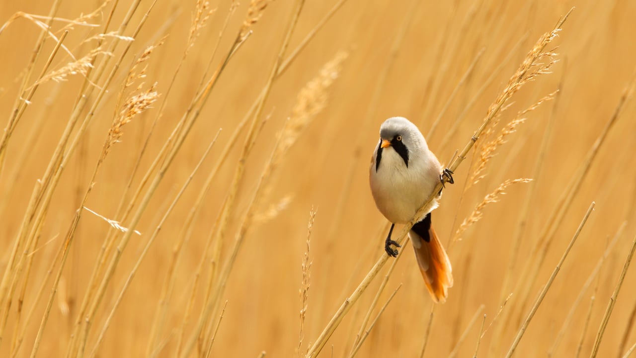 Male bearded reedling, Norfolk, England (© Andrew Sproule/Shutterstock)
