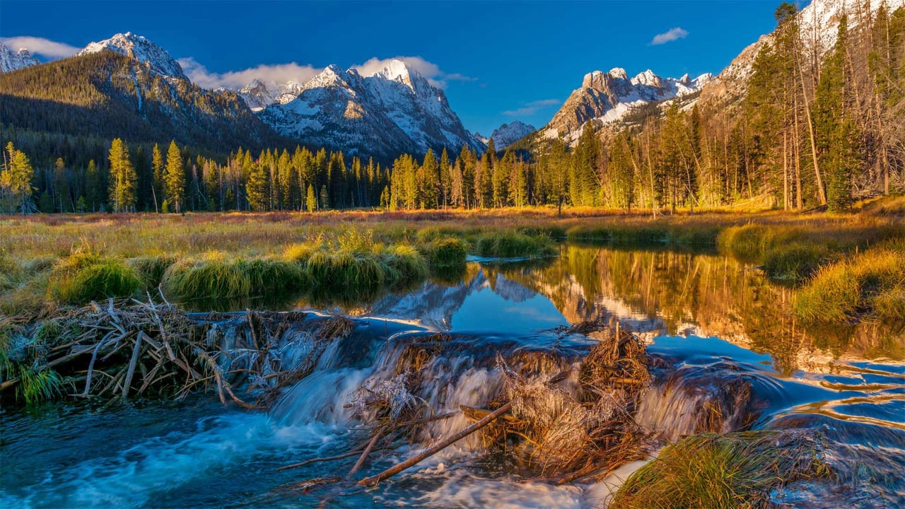 Beaver dam in the Sawtooth National Forest, Idaho (© Charles Knowles/Alamy)