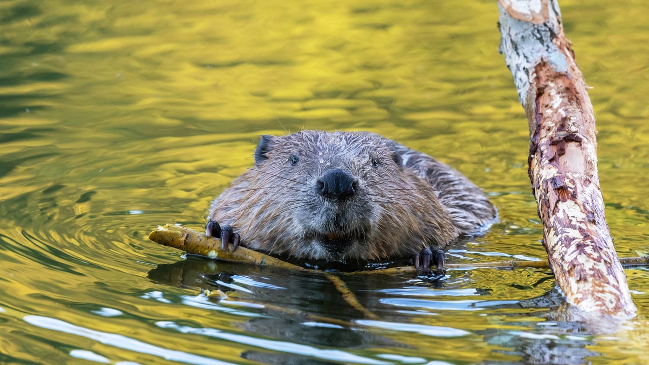Castor, Allemagne (© Andyworks/Getty Images)