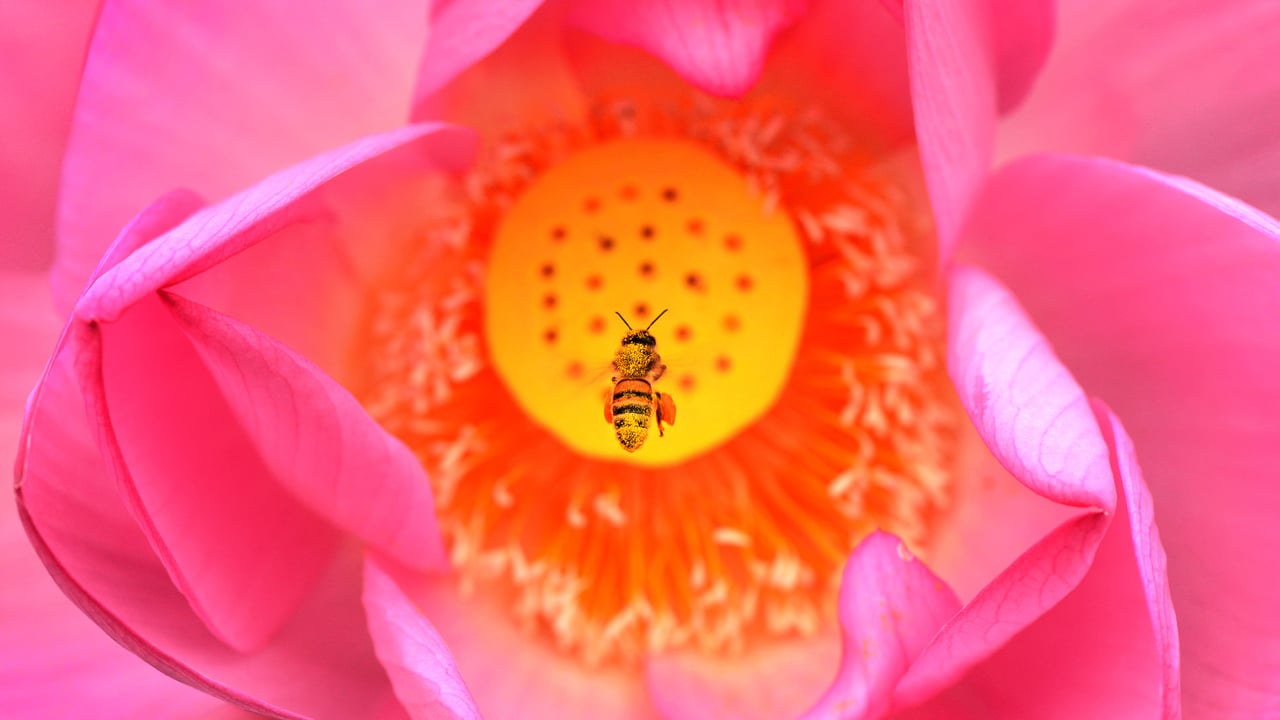 A bee dives into a lotus flower at Kenilworth Park and Aquatic Gardens in Washington, DC (© Linda Davidson/The Washington Post via Getty Images)