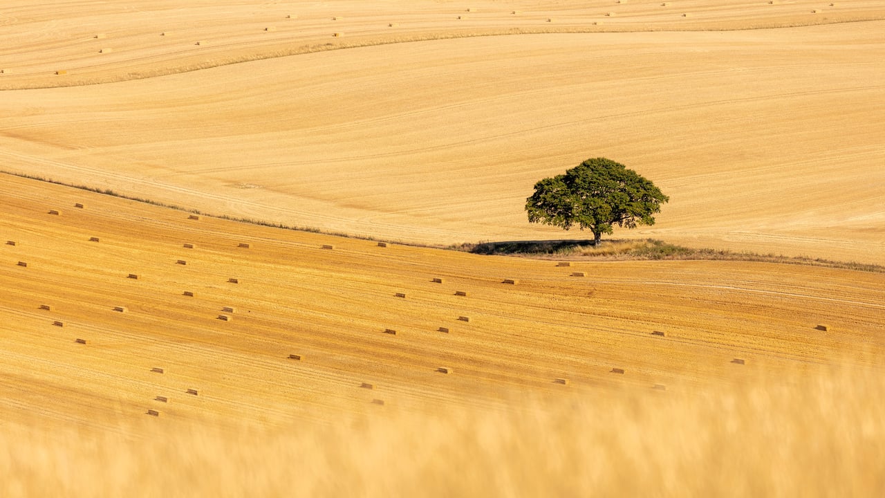 Beech tree in a cereal field, East Meon, South Downs National Park, Hampshire, England (© Guy Edwardes/Minden Pictures)
