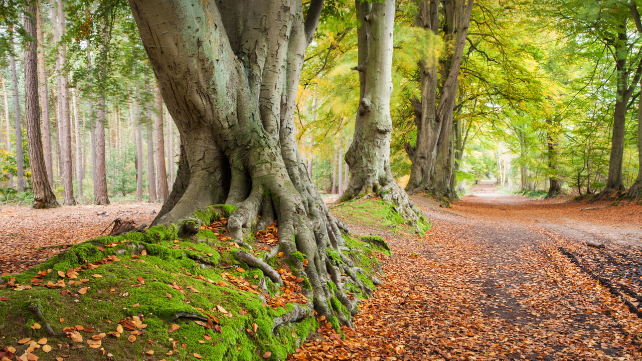Beech trees, Harlestone Firs, Northamptonshire, England (© Andrew Baskott/Alamy)