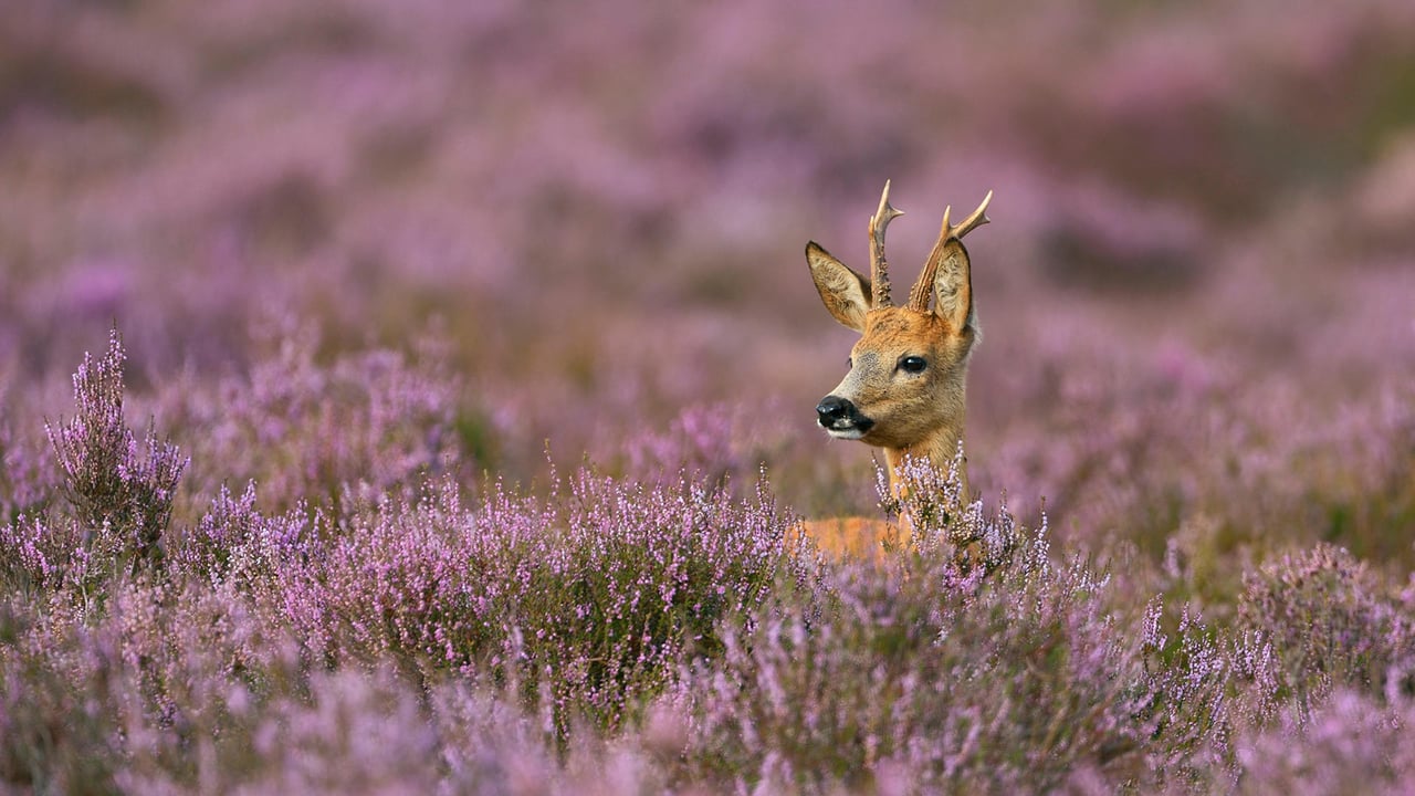石楠花丛中的雄狍 (© wonderful-Earth.net/Alamy Stock Photo)