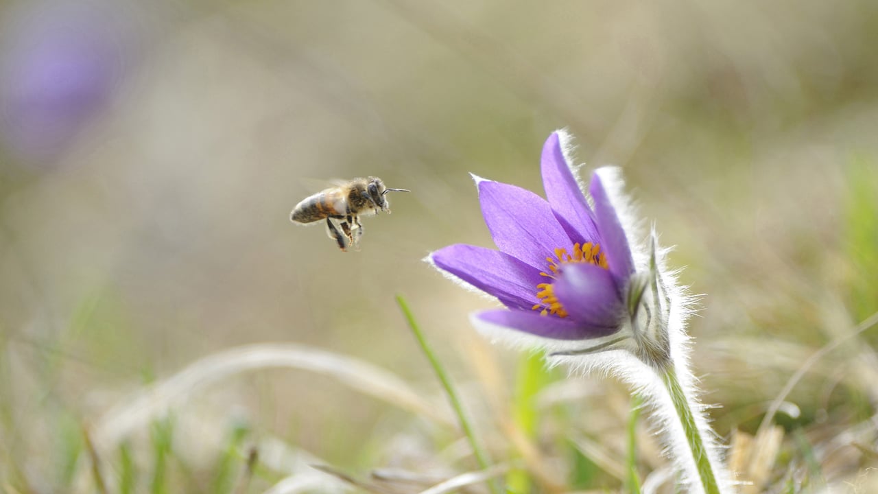 Honigbiene im Anflug auf die Blüte einer Gewöhnlichen Kuhschelle (Pulsatilla vulgaris), Oberpfalz, Bayern, Deutschland (© Radius Images/Offset)