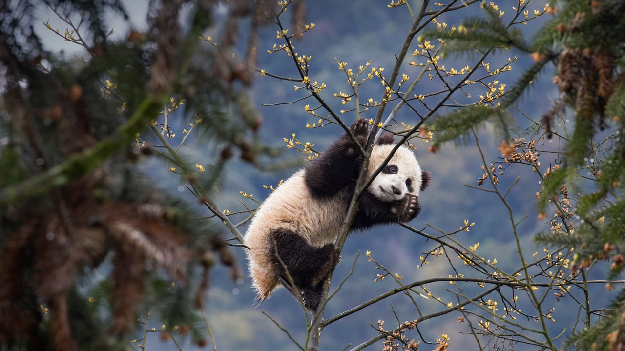 Giant panda cub at Bifengxia Panda Base, Sichuan, China (© Suzi Eszterhas/Minden Pictures)