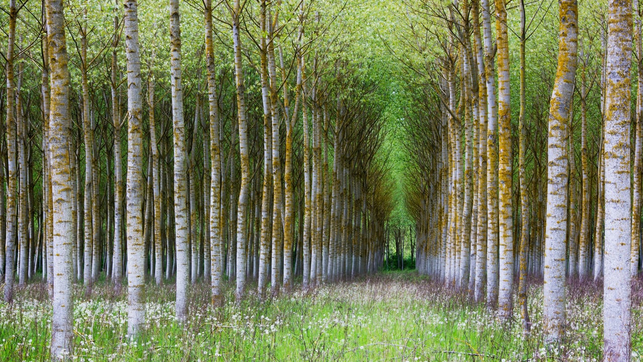 Forêt de bouleaux, Bourgogne (© Wenphotos/Alamy)